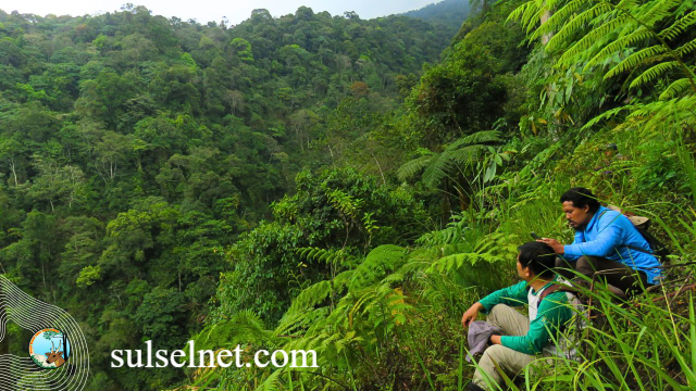 Hijau Nusantara Hutan Lestari yang Menjaga Budaya dan Alam Indonesia